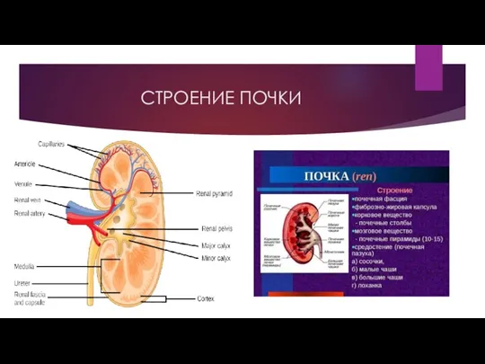 СТРОЕНИЕ ПОЧКИ