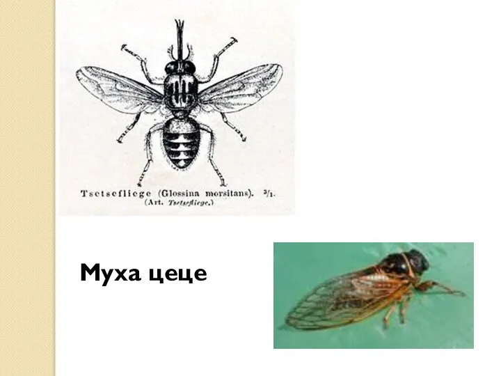 Муха цеце