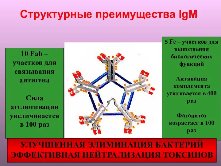 Структурные преимущества IgM 5 Fc – участков для выполнения биологических функций Активация