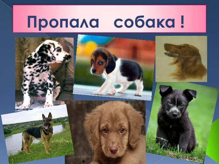 Пропала собака !