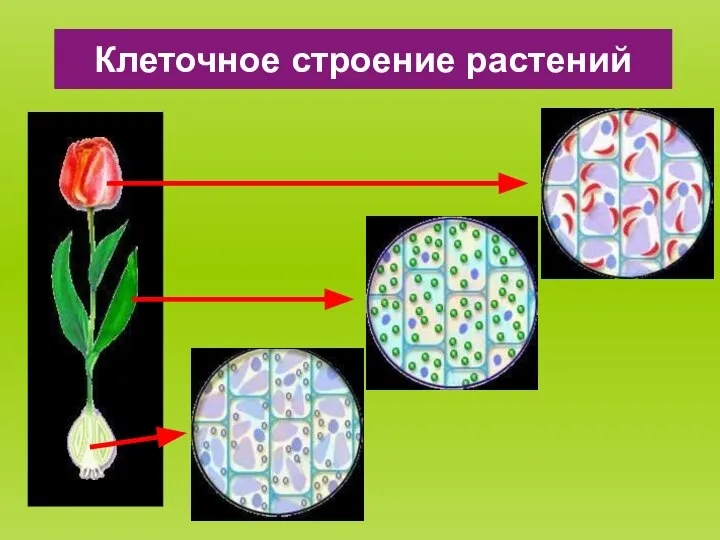 Клеточное строение растений