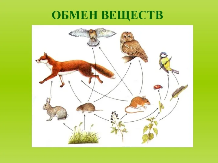 ОБМЕН ВЕЩЕСТВ