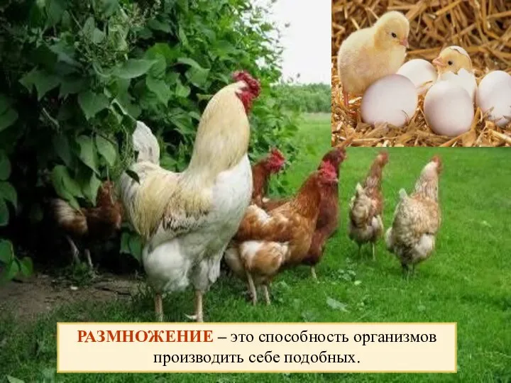 Размножение РАЗМНОЖЕНИЕ – это способность организмов производить себе подобных.