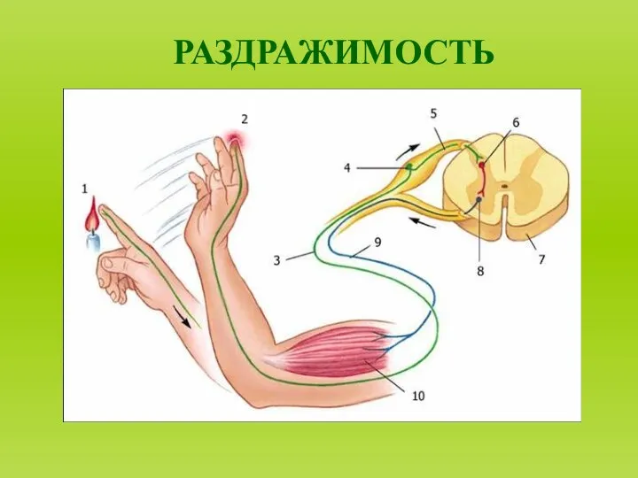 РАЗДРАЖИМОСТЬ