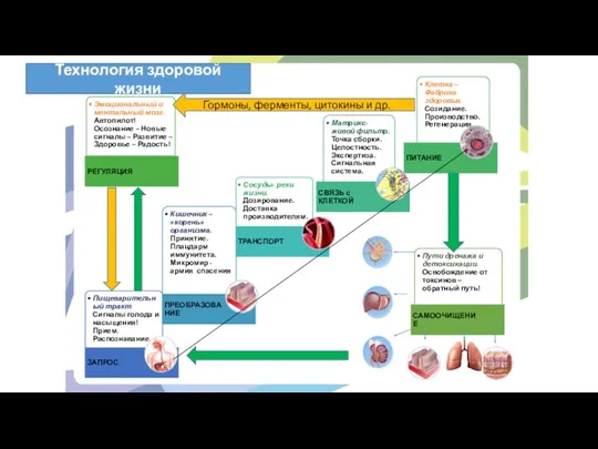 Гормоны, ферменты, цитокины и др. Технология здоровой жизни