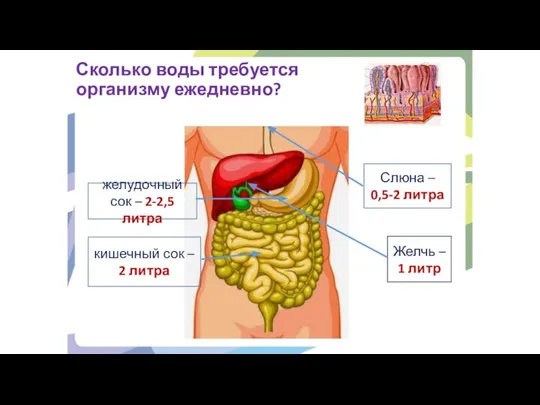 Сколько воды требуется организму ежедневно? Слюна – 0,5-2 литра кишечный сок –