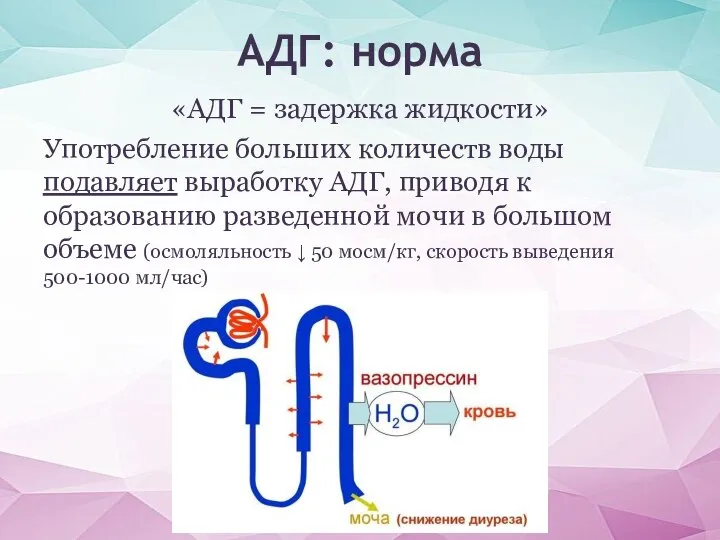 АДГ: норма «АДГ = задержка жидкости» Употребление больших количеств воды подавляет выработку