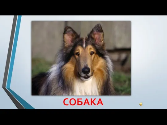 СОБАКА