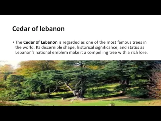 Cedar of lebanon The Cedar of Lebanon is regarded as one of