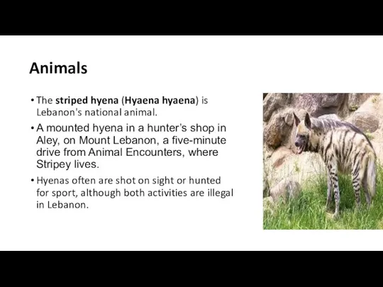 Animals The striped hyena (Hyaena hyaena) is Lebanon's national animal. A mounted