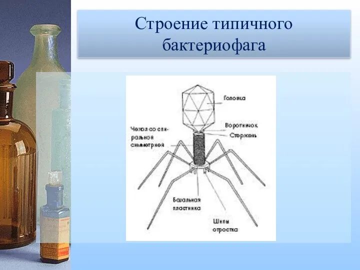 Строение типичного бактериофага