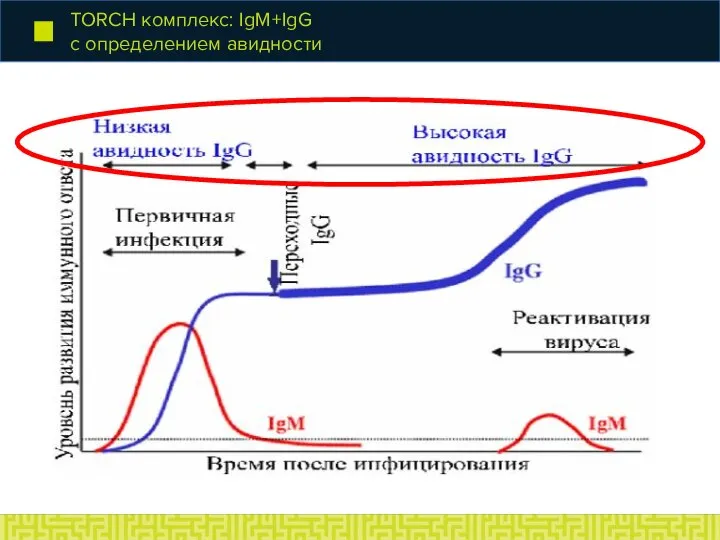 ТОRCH комплекс: IgM+IgG с определением авидности