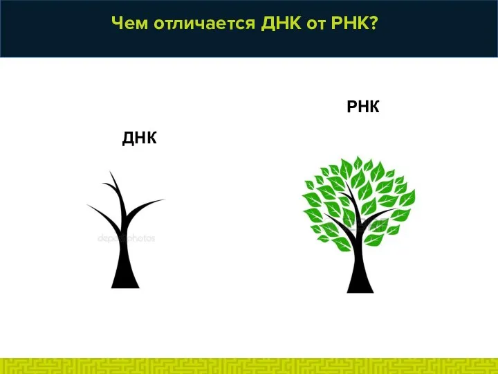 Чем отличается ДНК от РНК? ДНК РНК