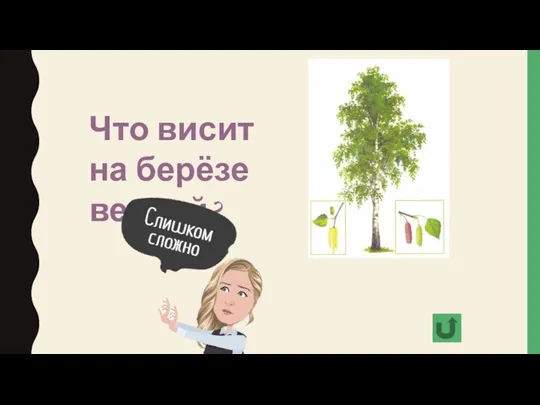 Что висит на берёзе весной?