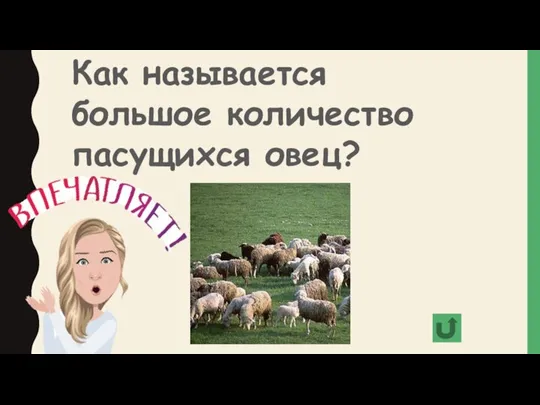 Как называется большое количество пасущихся овец?