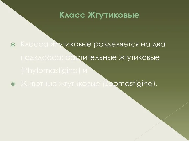 Класс Жгутиковые Класса жгутиковые разделяется на два подкласса: растительные жгутиковые (Phytomastigina) и Животные жгутиковые (Zoomastigina).