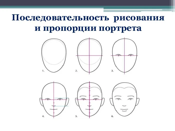 Последовательность рисования и пропорции портрета