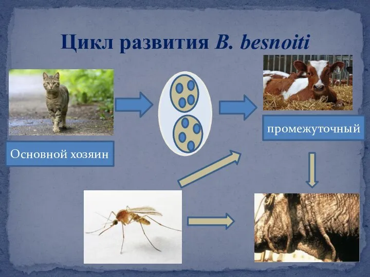 Цикл развития B. besnoiti Основной хозяин промежуточный