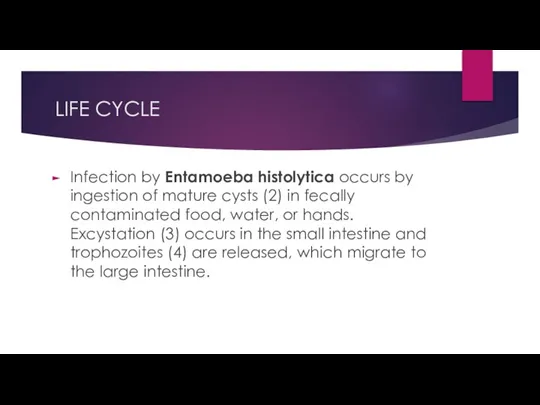 LIFE CYCLE Infection by Entamoeba histolytica occurs by ingestion of mature cysts