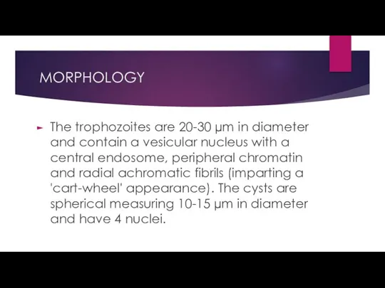 MORPHOLOGY The trophozoites are 20-30 µm in diameter and contain a vesicular