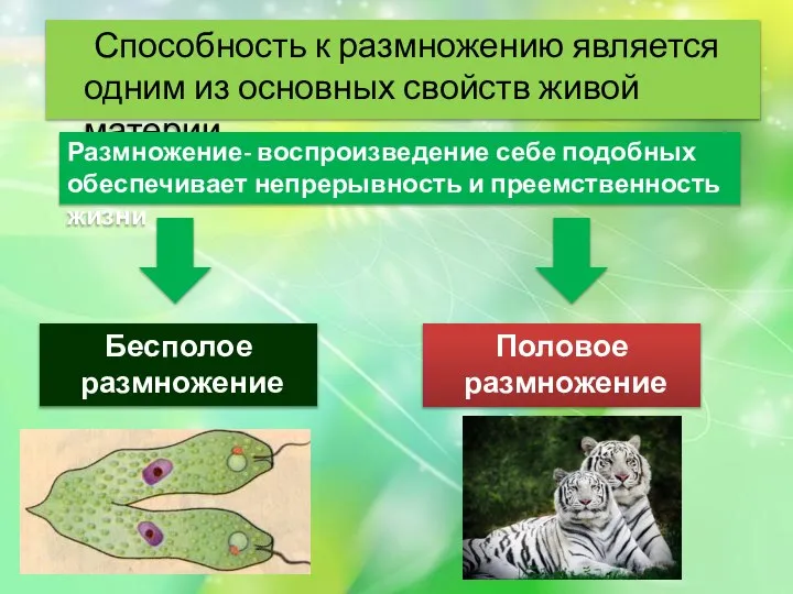 Способность к размножению является одним из основных свойств живой материи. Размножение- воспроизведение