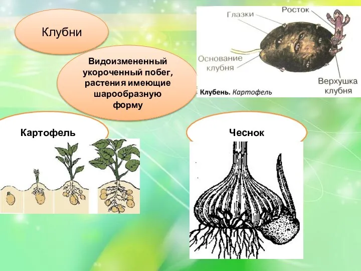 Клубни Видоизмененный укороченный побег, растения имеющие шарообразную форму Картофель Чеснок