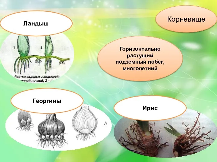 Корневище Горизонтально растущий подземный побег, многолетний Ирис Георгины Ландыш