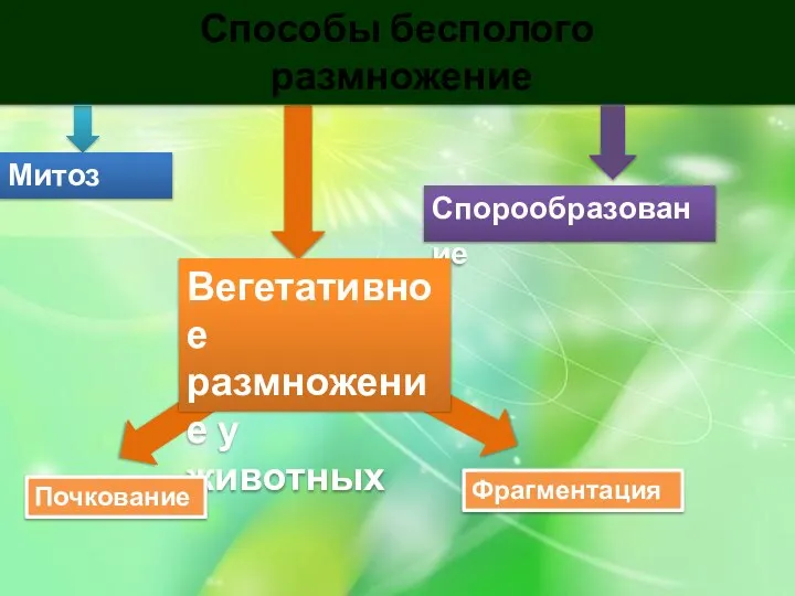 Митоз Спорообразование Вегетативное размножение у животных Способы бесполого размножение Фрагментация Почкование