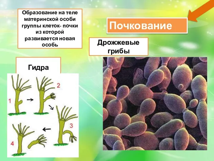 Почкование Образование на теле материнской особи группы клеток- почки из которой развивается