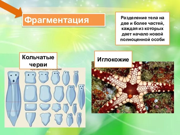 Фрагментация Разделение тела на две и более частей, каждая из которых дает