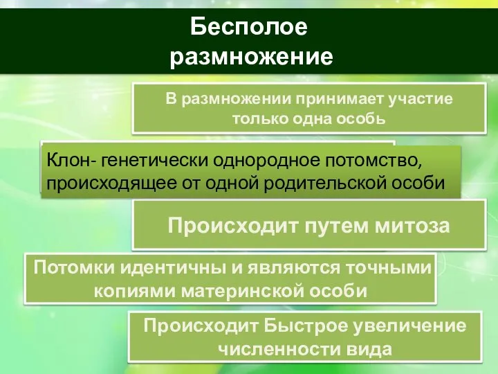 Бесполое размножение В размножении принимает участие только одна особь Осуществляется без участия