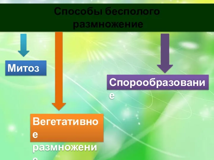 Способы бесполого размножение Митоз Спорообразование Вегетативное размножение