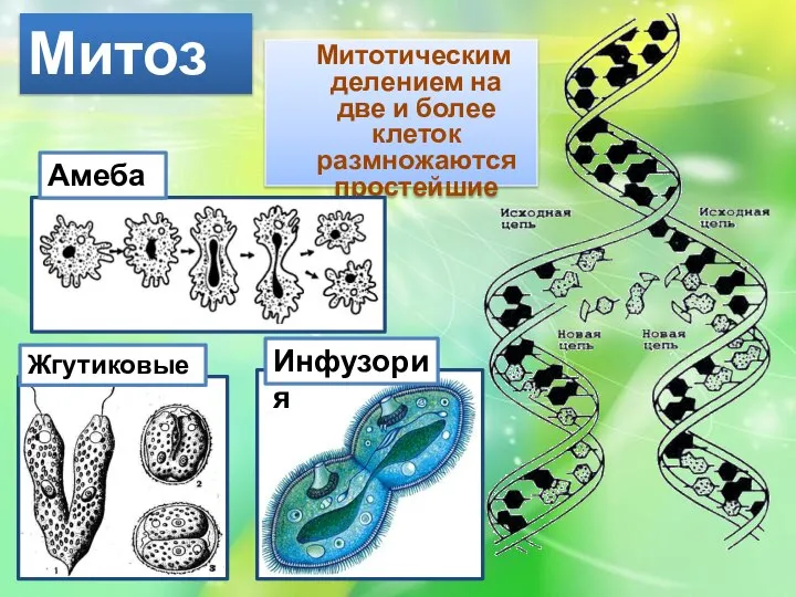 Митотическим делением на две и более клеток размножаются простейшие Митоз Амеба Инфузория Жгутиковые