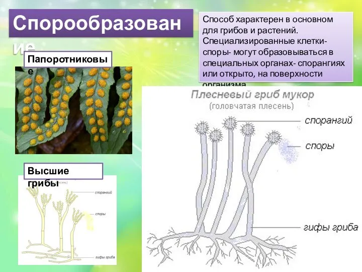 Спорообразование Способ характерен в основном для грибов и растений. Специализированные клетки- споры-