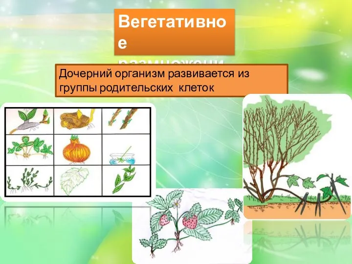 Вегетативное размножение Дочерний организм развивается из группы родительских клеток