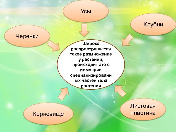 Черенки Усы Клубни Корневище Листовая пластина Широко распространяется такое размножение у растений,