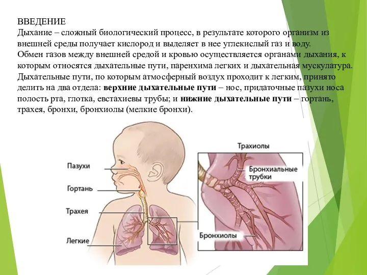 ВВЕДЕНИЕ Дыхание – сложный биологический процесс, в результате которого организм из внешней