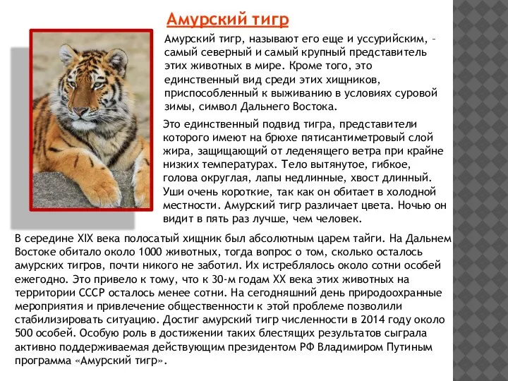 Амурский тигр Амурский тигр, называют его еще и уссурийским, – самый северный