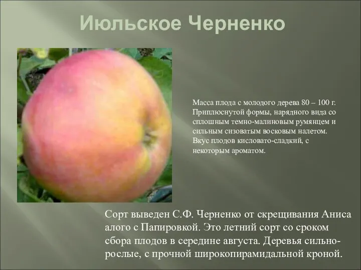 Июльское Черненко Сорт выведен С.Ф. Черненко от скрещивания Аниса алого с Папировкой.