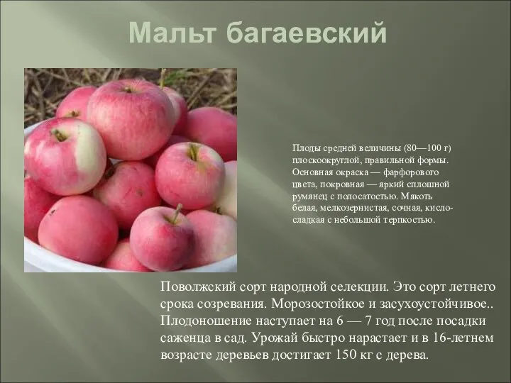 Мальт багаевский Поволжский сорт народной селекции. Это сорт летнего срока созревания. Морозостойкое