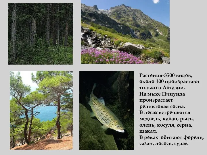 Растения-3500 видов, около 100 произрастают только в Абхазии. На мысе Пицунда произрастает