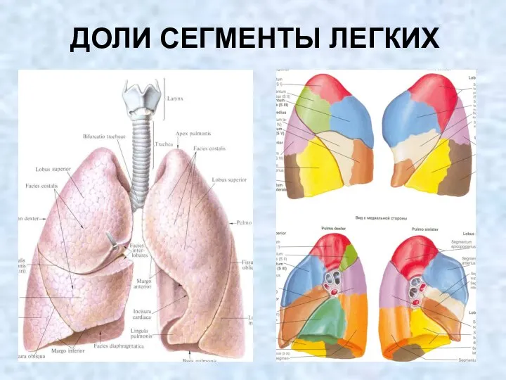 ДОЛИ СЕГМЕНТЫ ЛЕГКИХ