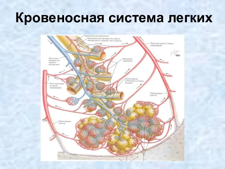 Кровеносная система легких