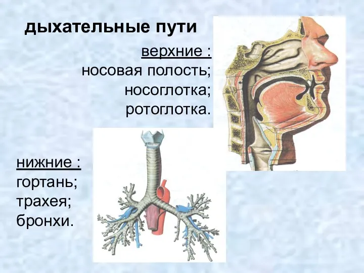 нижние : гортань; трахея; бронхи. дыхательные пути верхние : носовая полость; носоглотка; ротоглотка.