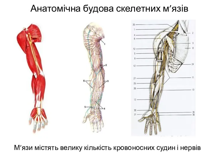 Анатомічна будова скелетних м’язів М’язи містять велику кількість кровоносних судин і нервів