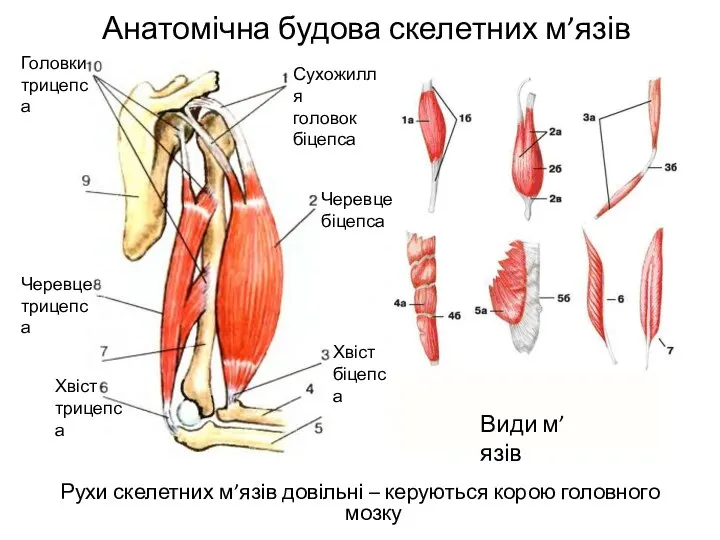 Анатомічна будова скелетних м’язів Рухи скелетних м’язів довільні – керуються корою головного