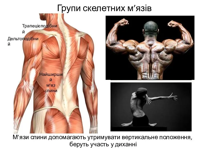 Групи скелетних м’язів М’язи спини допомагають утримувати вертикальне положення, беруть участь у