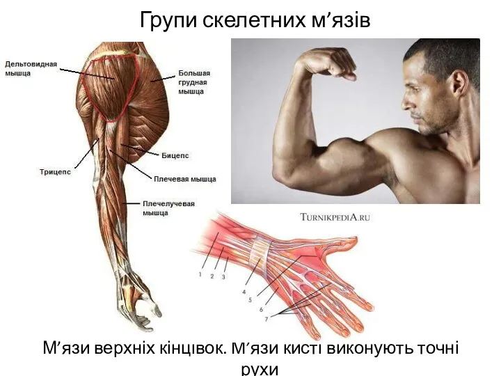 Групи скелетних м’язів М’язи верхніх кінцівок. М’язи кисті виконують точні рухи