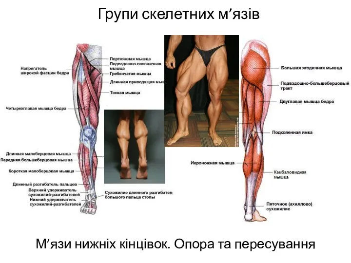Групи скелетних м’язів М’язи нижніх кінцівок. Опора та пересування