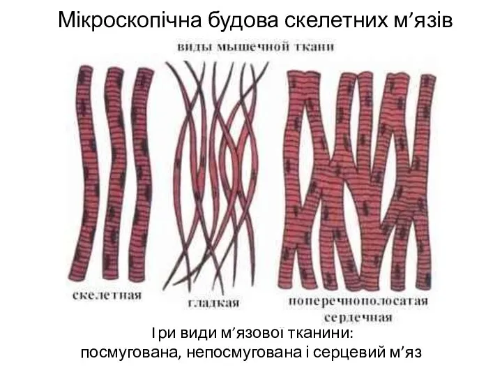 Мікроскопічна будова скелетних м’язів Три види м’язової тканини: посмугована, непосмугована і серцевий м’яз